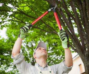 Trimming hanging tree limb