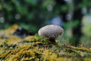Shiitake Mushroom on a log in nature