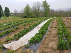 Cover photo for Strawberry Production Using Black Plastic Mulch (Upcoming Workshop!)