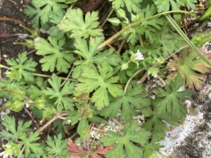 Cover photo for How to Manage Carolina Geranium