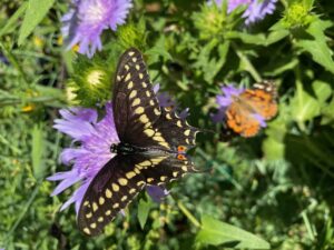 two butterflies