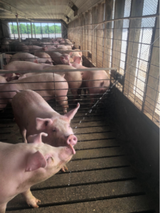Pigs