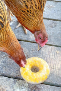 Frozen treat for chickens