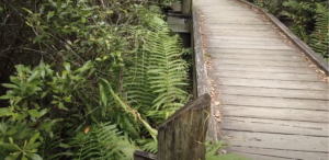 Tideland Trail, Cedar Point, NC