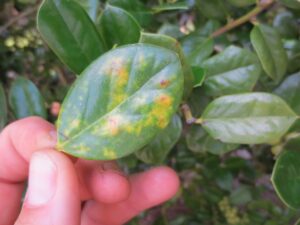 Cover photo for Nursery Management of Tea Scale on Camellias and Hollies