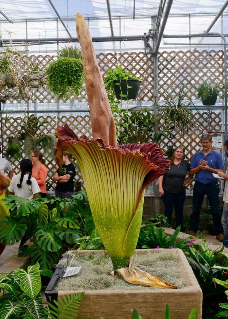 Wolfgang the Corpse Flower Smell It Soon!!! NC State Extension