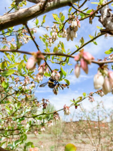 bee on blueberry flower