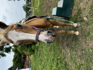horse standing