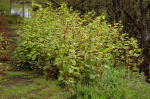 Polygonum cuspidatum