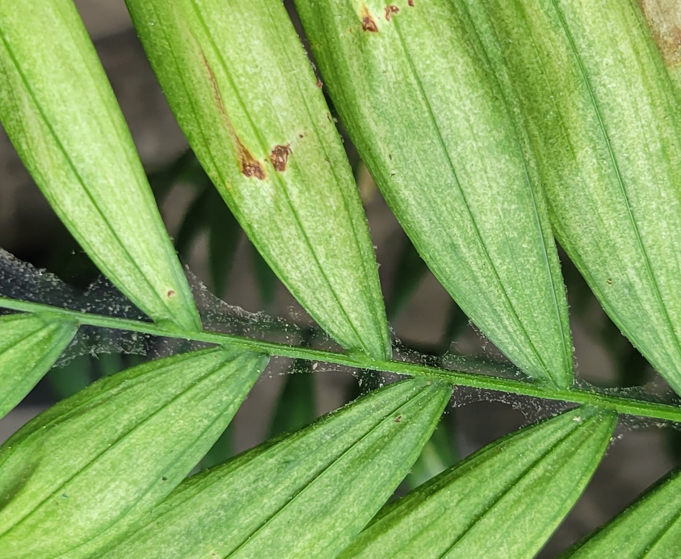 Pest Alert Spider Mites on Houseplants N.C. Cooperative Extension
