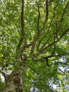 Summertime beech tree