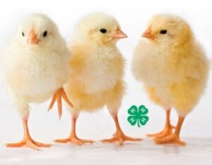 Cover photo for Eggcellent Explorers Chicken Chain Returns