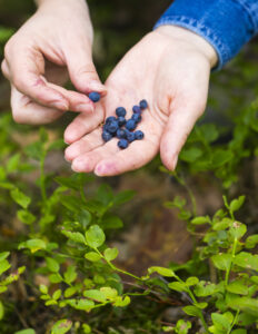 picking blueberries