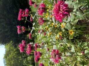 Cover photo for Two for Tea | Extension Master Gardeners of Clay County