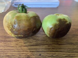 buckeye fruit rot on green and slightly ripe tomatoes