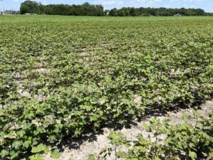 Cotton field with spider mite infestation