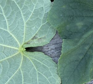 Cucumber downy mildew