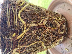 Cover photo for Root-Bound Plants