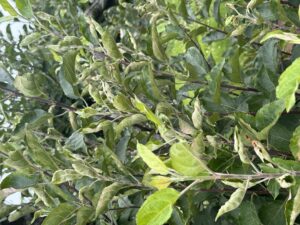 Powdery Mildew on Rome Beauty