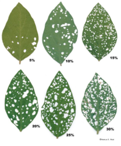 Cover photo for Camden Crop News:  August 2023