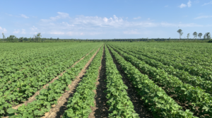 hertford county cotton