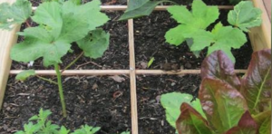 Square Foot Gardening