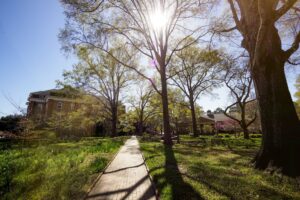 Trees along sidewalk with shadows