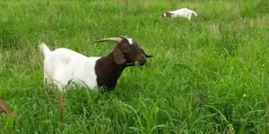 Cover photo for NC Small Ruminant Upcoming Events/Webinars/Recordings