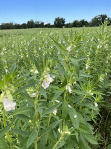 Image of sesame plant in bloom