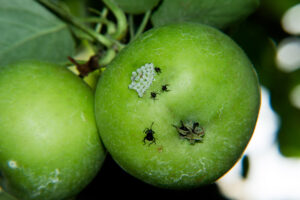 Brown marmorated stink bug immatures on apple