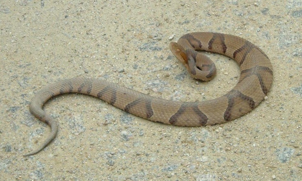 Can I Keep Copperheads Out of My Yard? N.C. Cooperative Extension