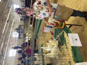 Cover photo for 4-Hers Compete in WNC 4-H Pullet Show
