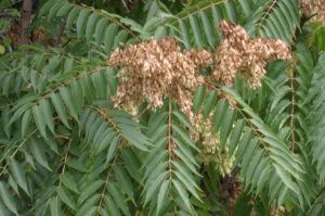 pinnately compound leaves and seed clusters