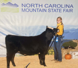 Mountain State Fair Steer