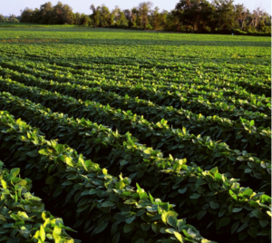 Green crop rows