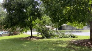 Maple tree with a broken limb