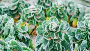 Winter garden with leafy greens