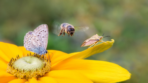 pollinator insects at work