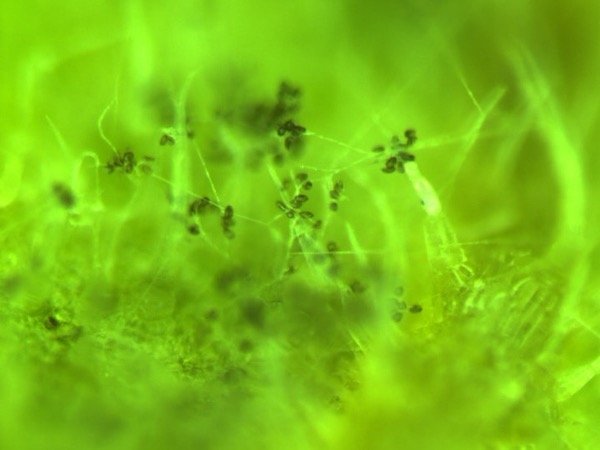 spores on underside of leaf