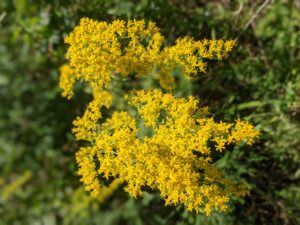 Cover photo for Flora Fridays - September 22, 2023