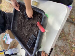 Planting fall seeds in school garden