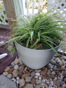 Spider plant