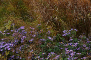 Cover photo for Register Now for a Fall Tour of the Pollinator Paradise Garden