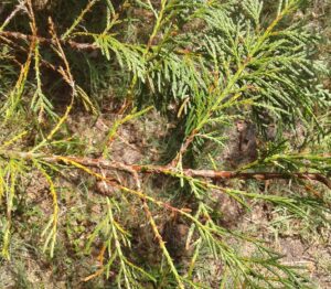 Cover photo for A Problem for Leyland Cypress and Arborvitae