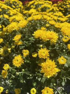 Cover photo for Caring for Mums Through the Fall