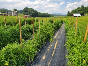 staked organic tomato field in western NC