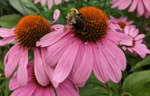 Purple coneflower