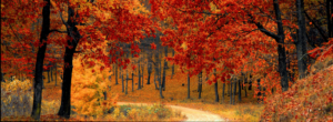 Fall leaves