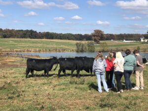 Cover photo for Livestock Judging Clinic