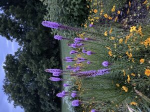 Cover photo for Dividing Plants